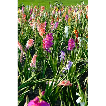 Fresh Gladiolus Flower